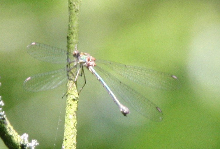 libelle