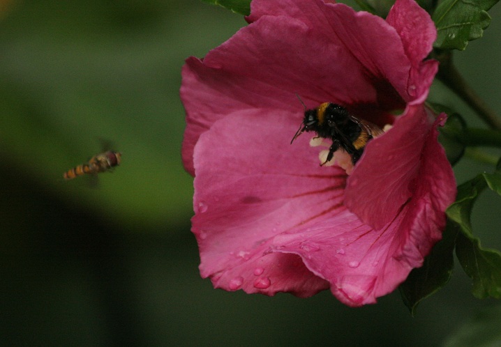 piemelkrietje tegen hommel:"mag ik nu even". 