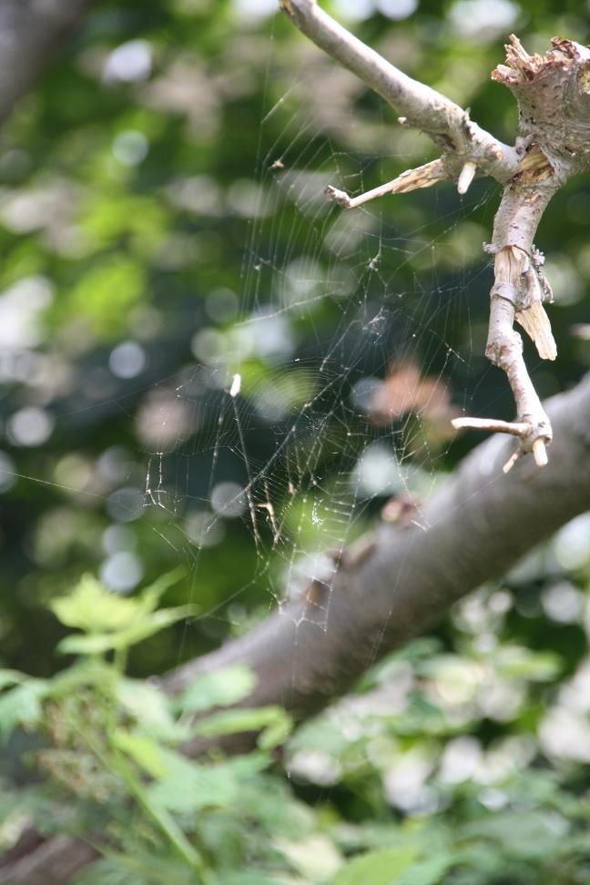 spinnenwebben