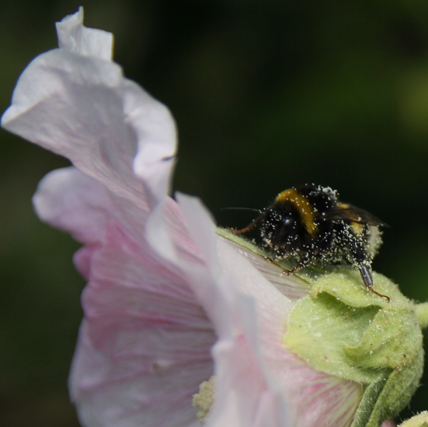 hommel onder het stuifmeel
