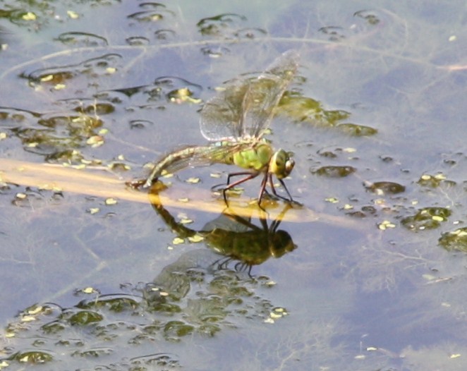 waterjuffer