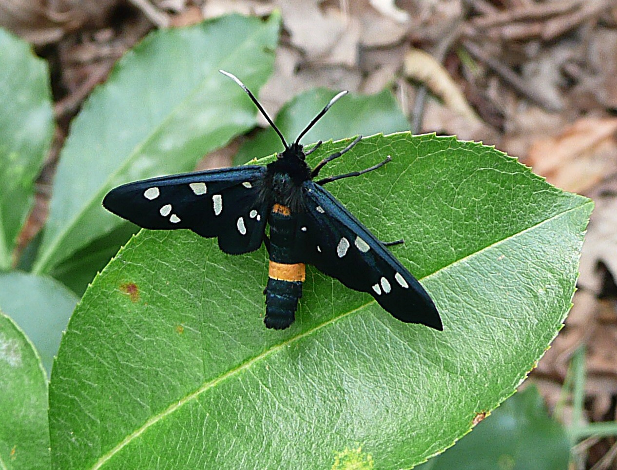 Melkdrupje, Phegeavlinder