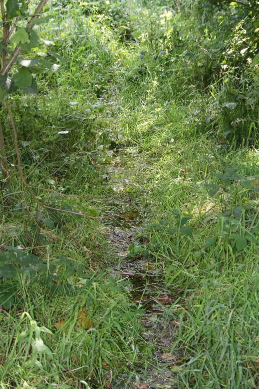 wandelpad veranderd in moeras