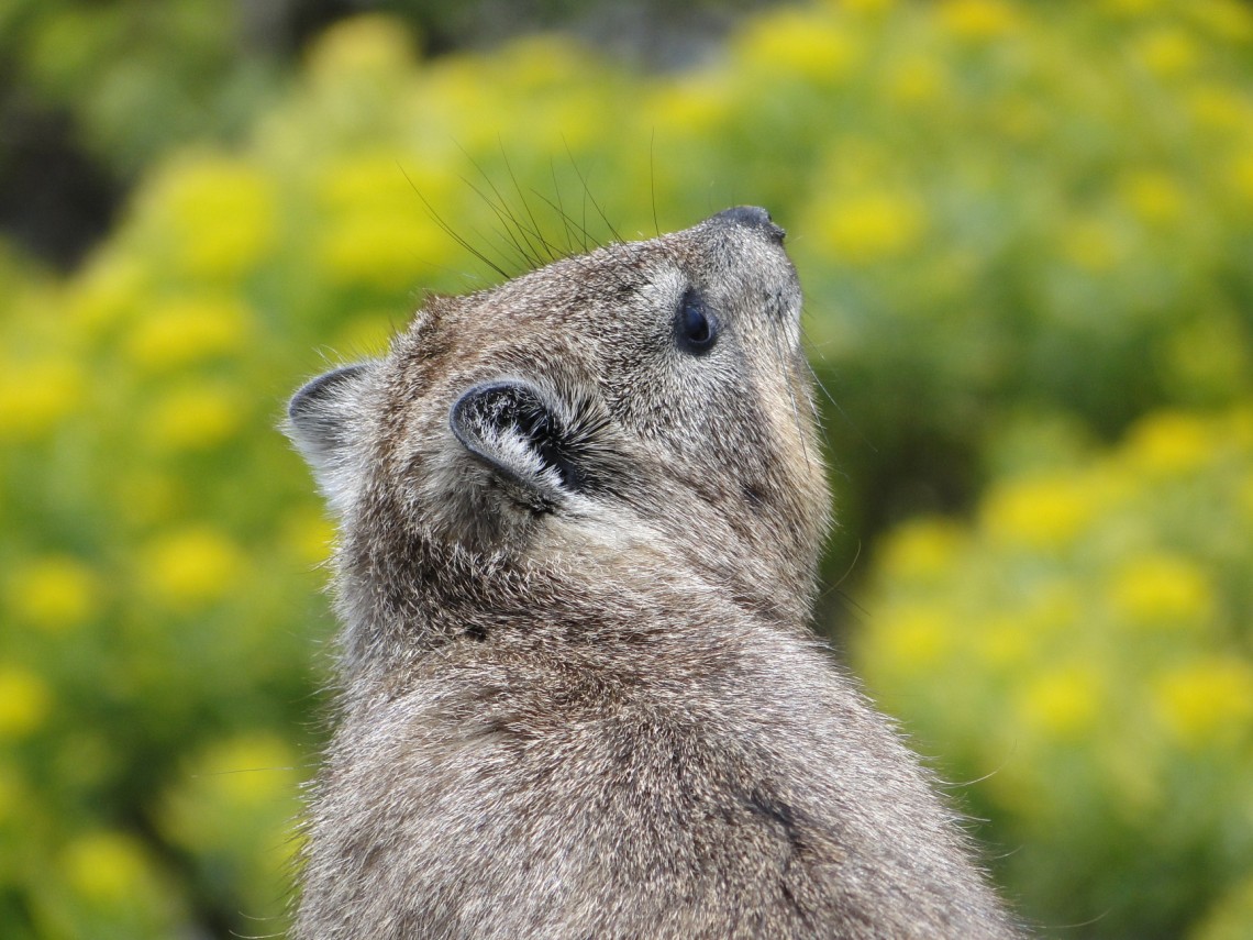Klipdassie op de Tafelberg