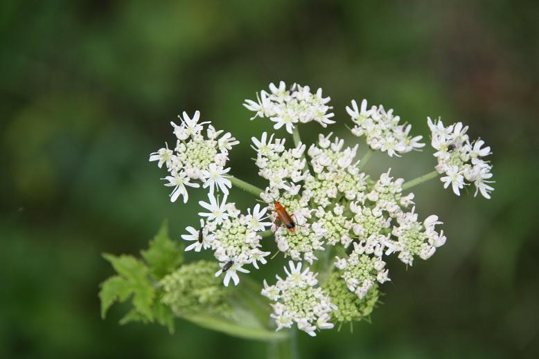 bloem met soldaat