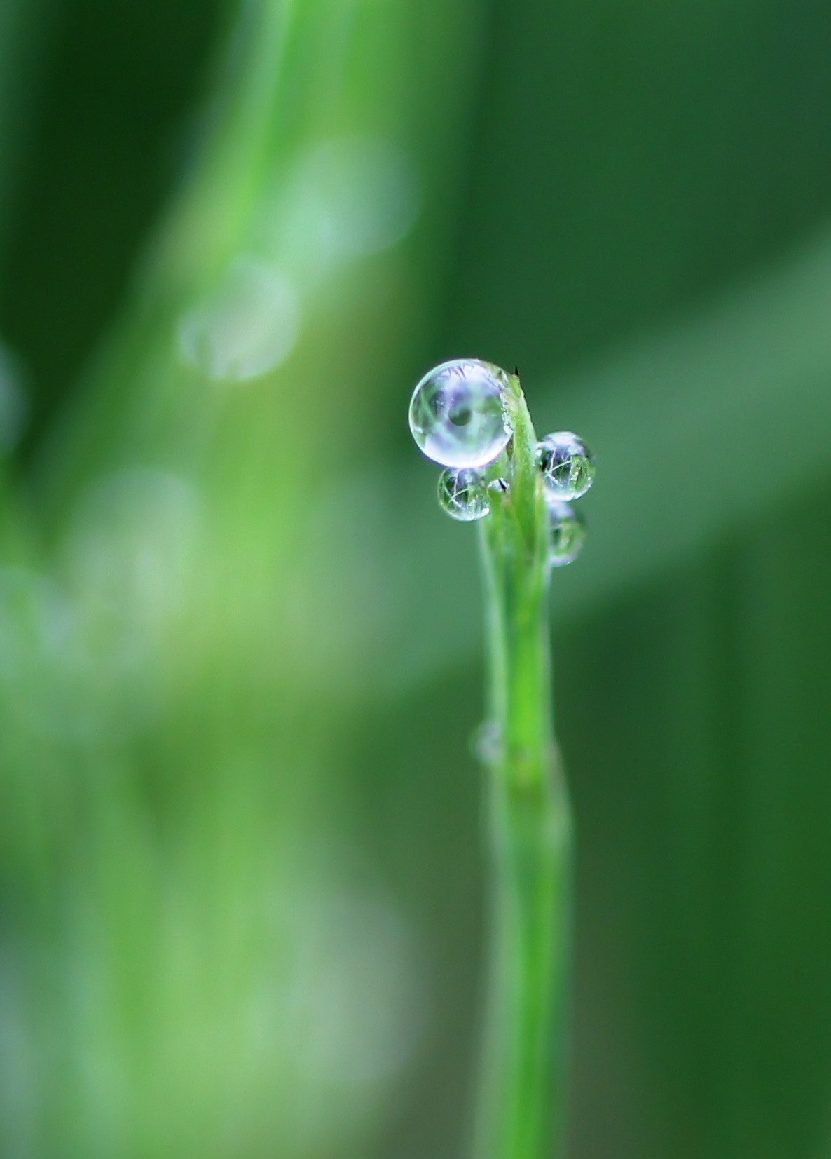 Dauwdrupjes op een grasje