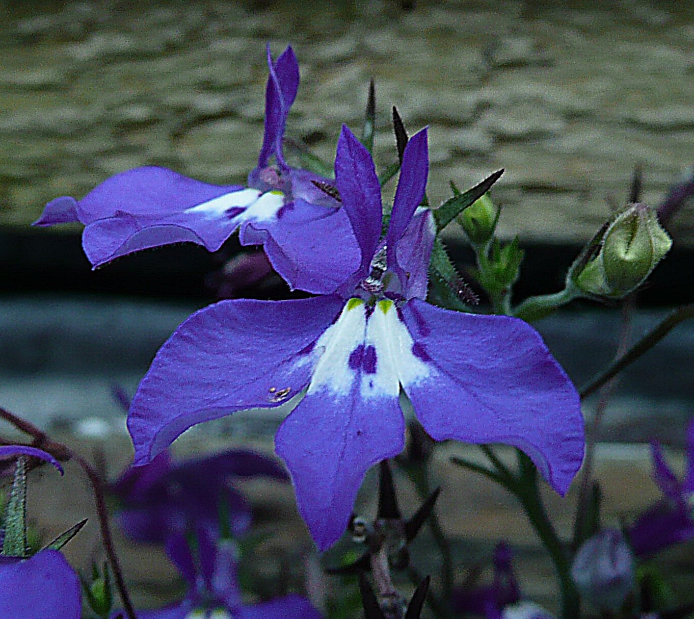 Lobelia