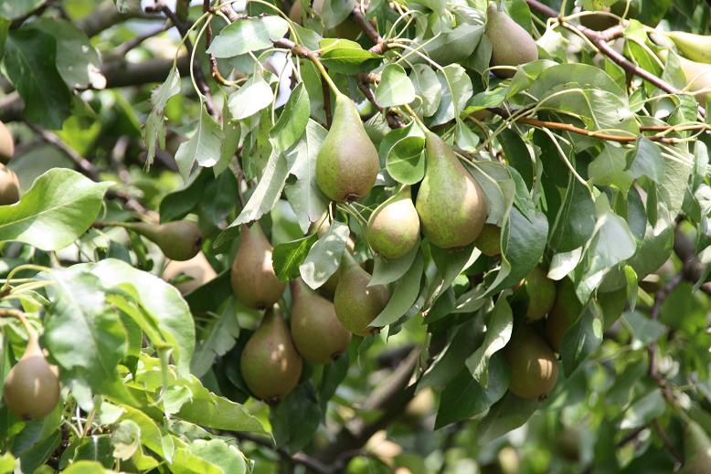 peren in rijping