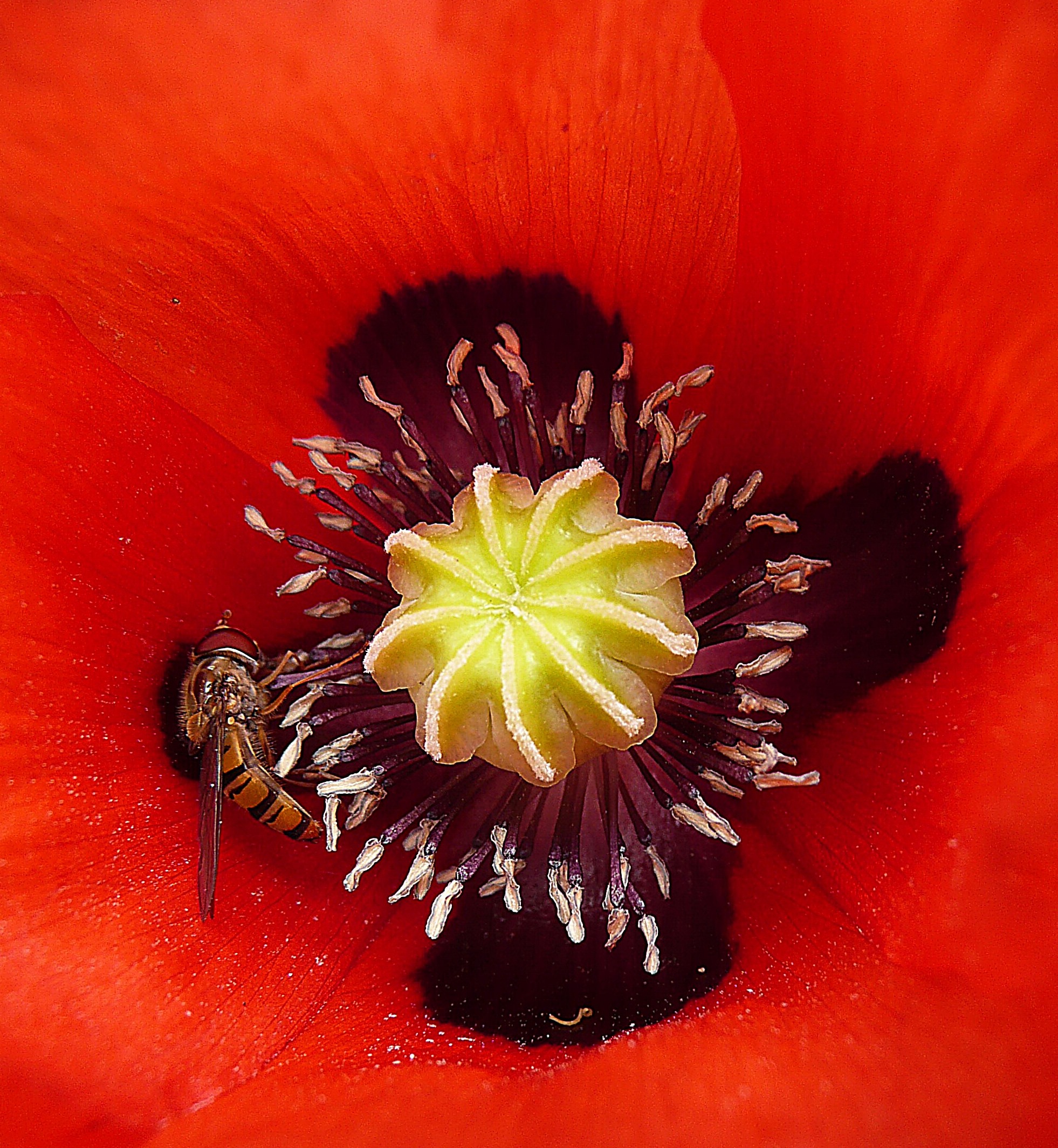 Klaproos met zweefvlieg