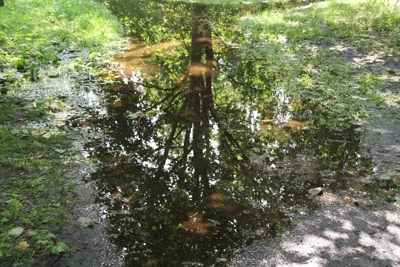 spiegeling in plas water