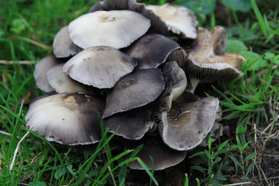 paddestoelen