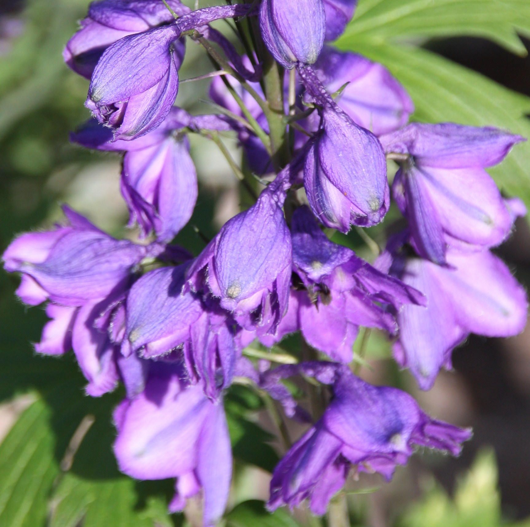 paarse bloemen