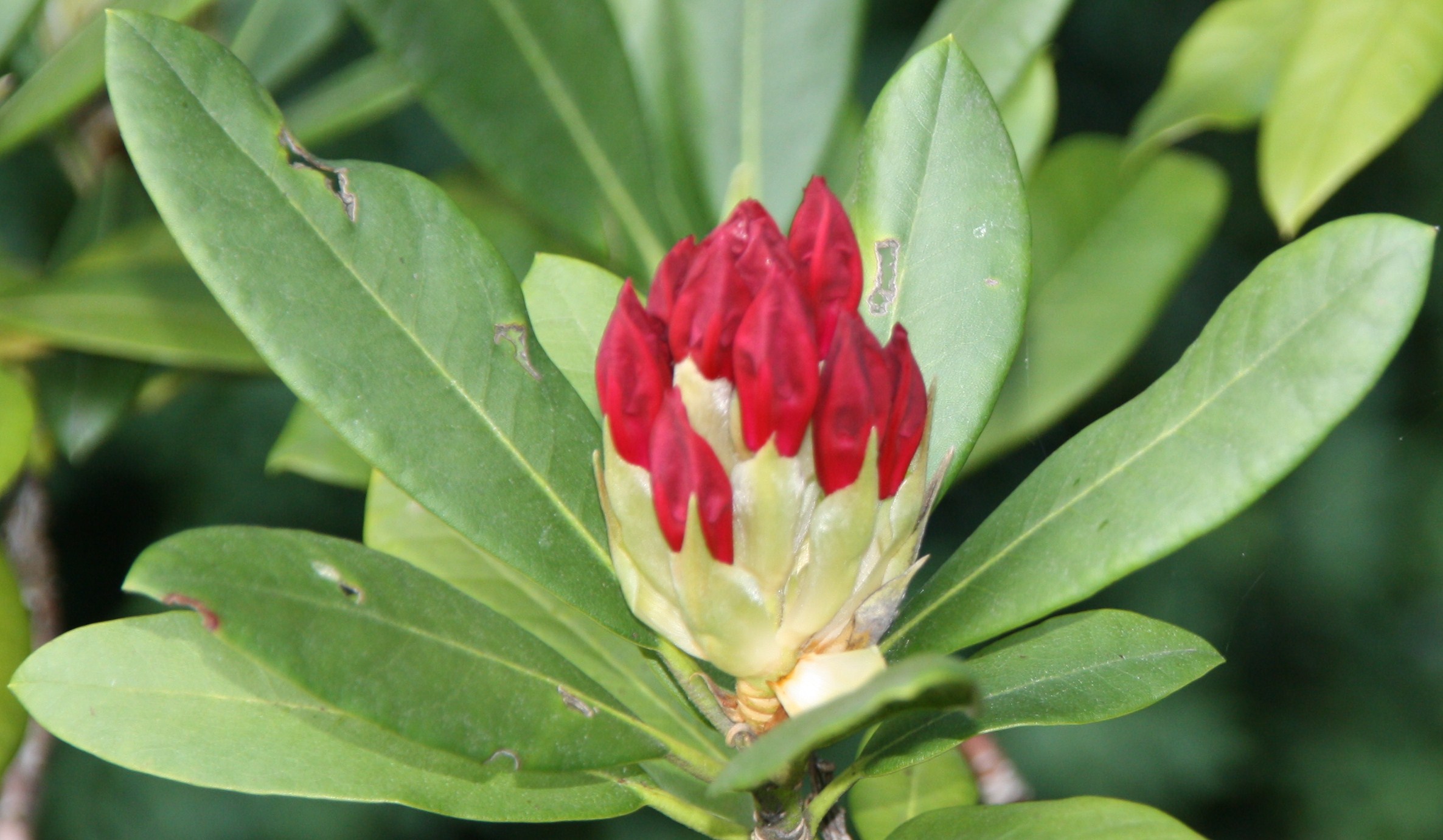 Rhododendrons in knop