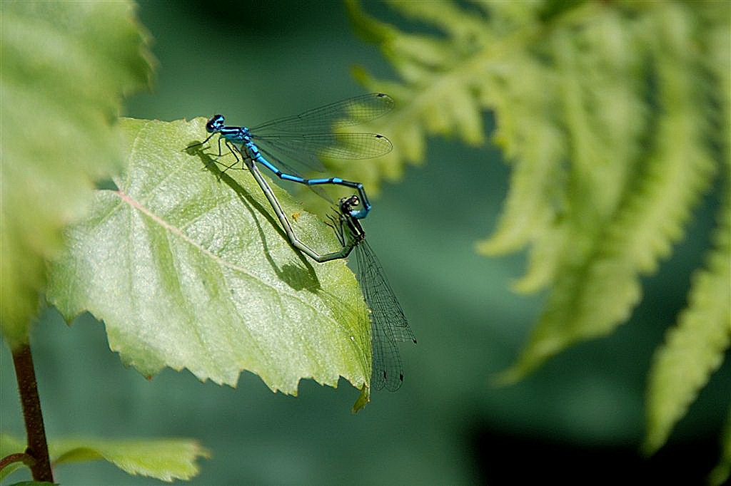 Paringswiel Azuurwaterjuffers