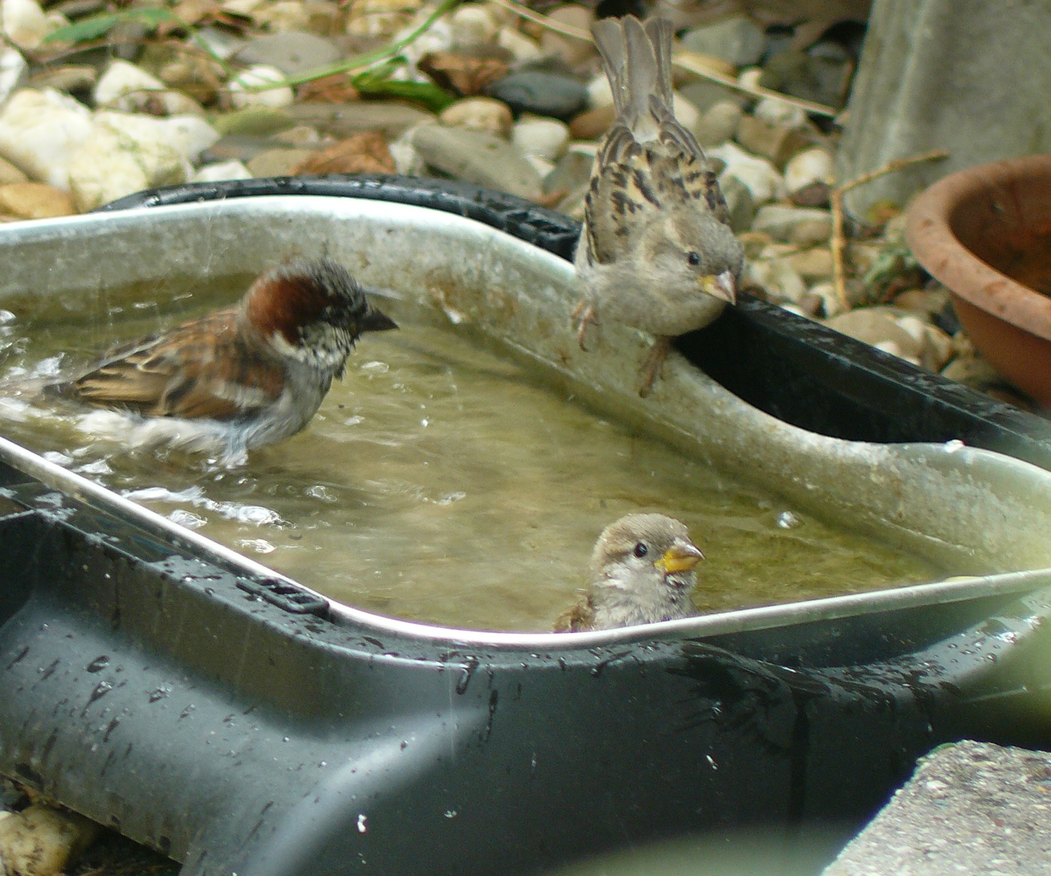 mussen zoeken verkoeling