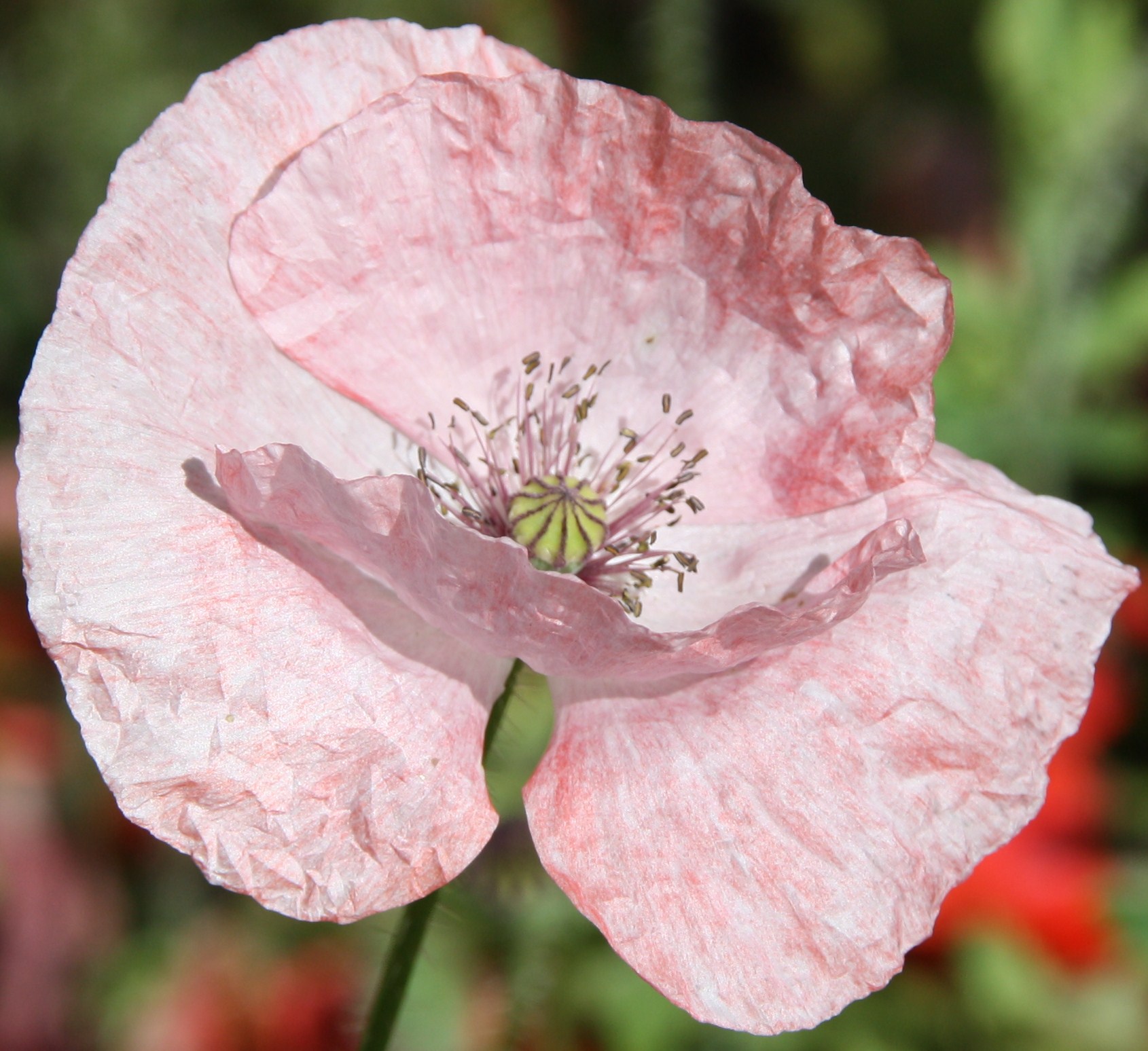 roze klaproos