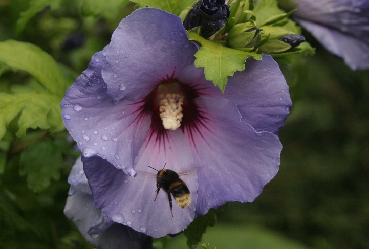 Hibiscus met hommel