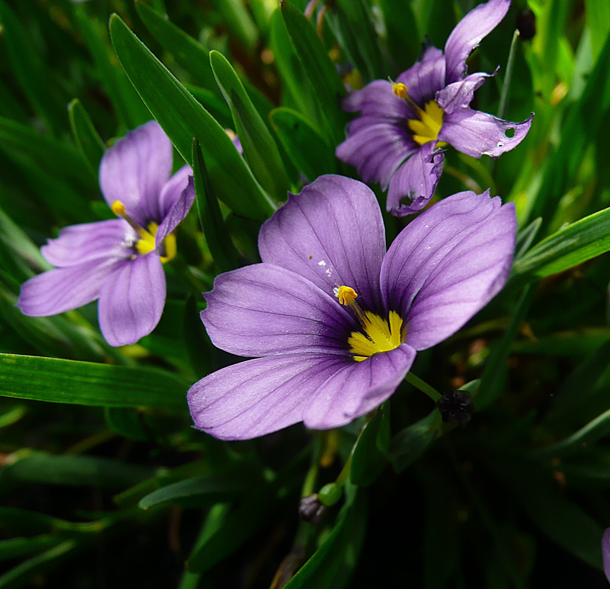 Sisyrinchium sapphire 