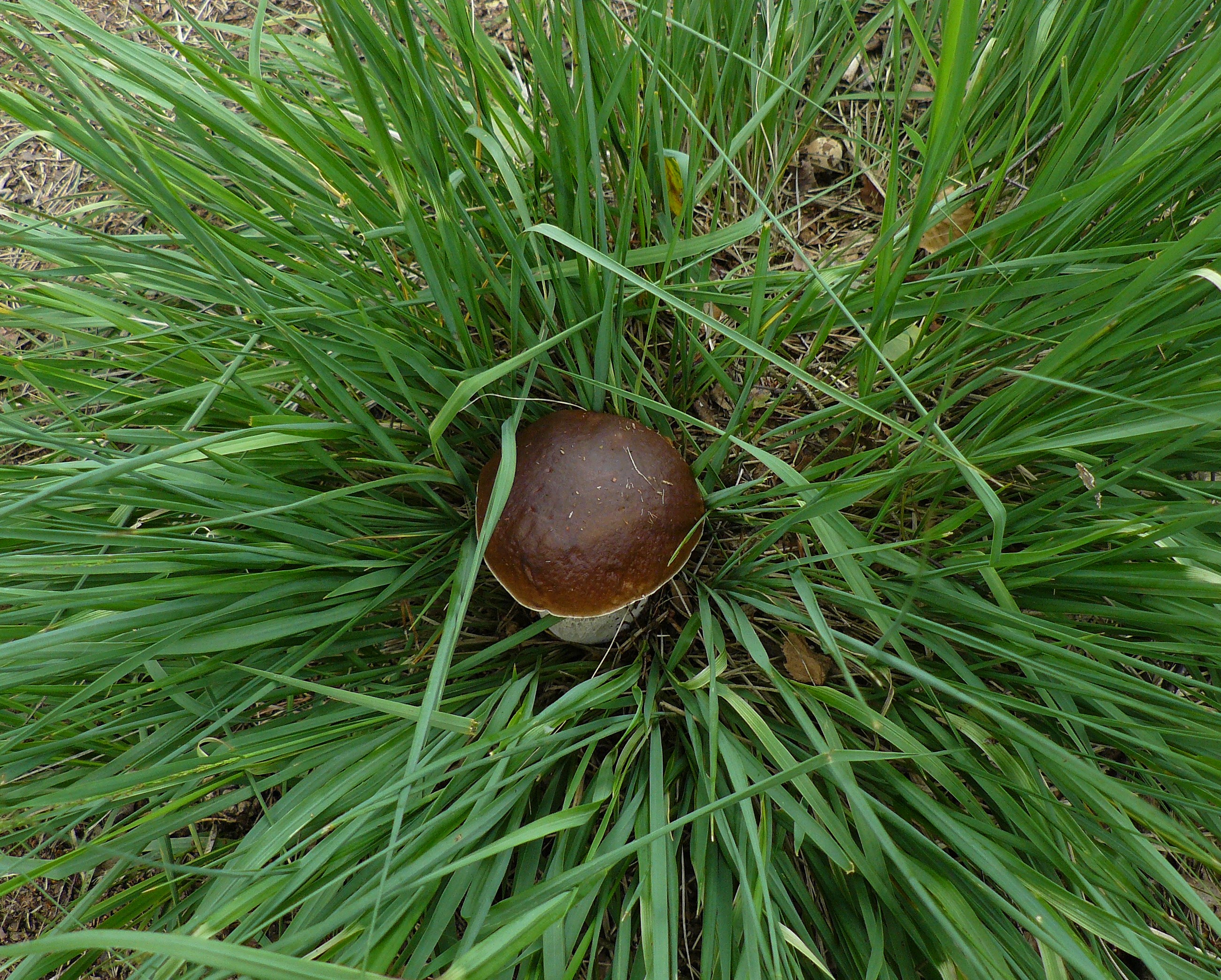 in een bedje van......