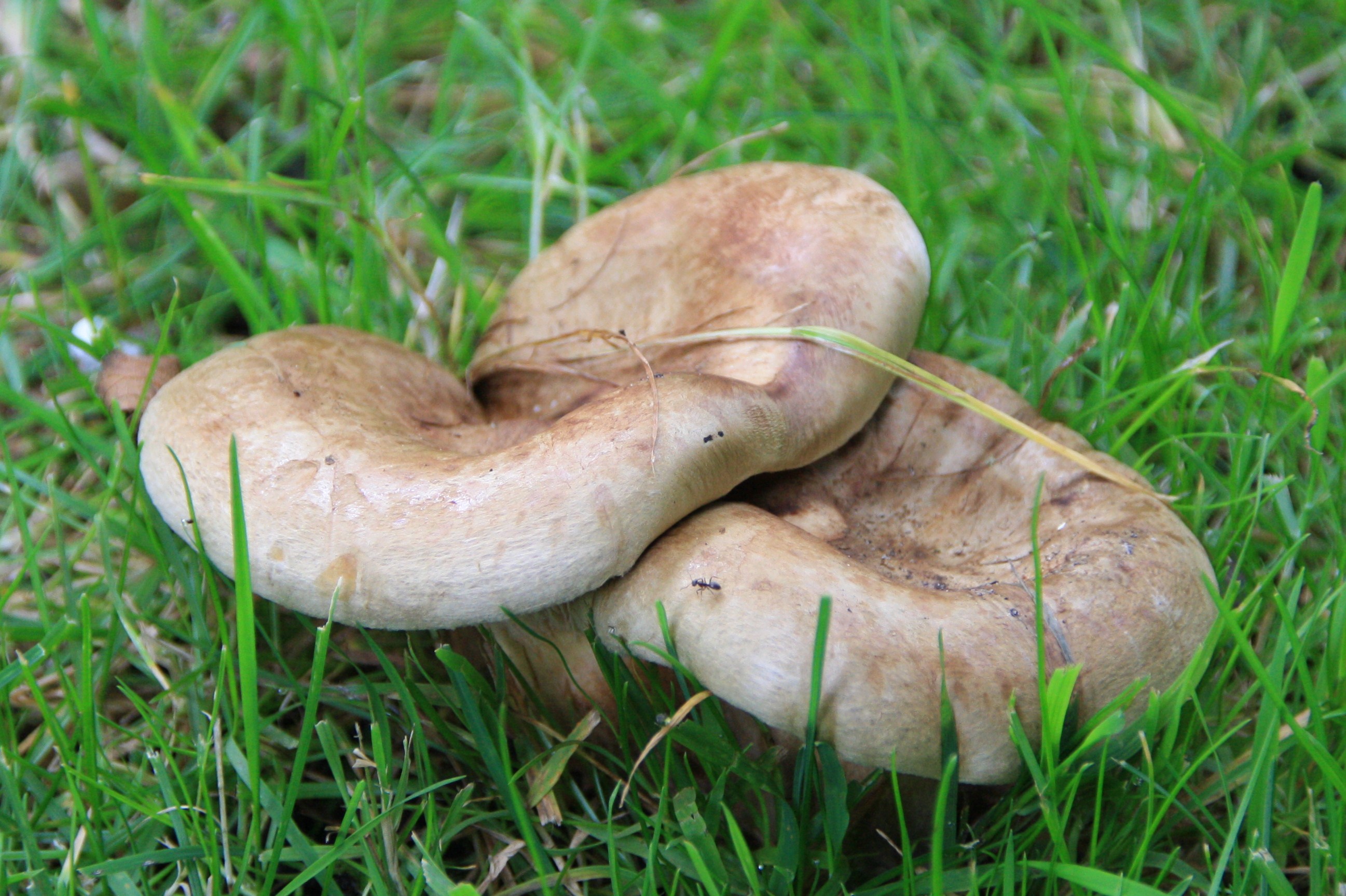 2 paddestoelen