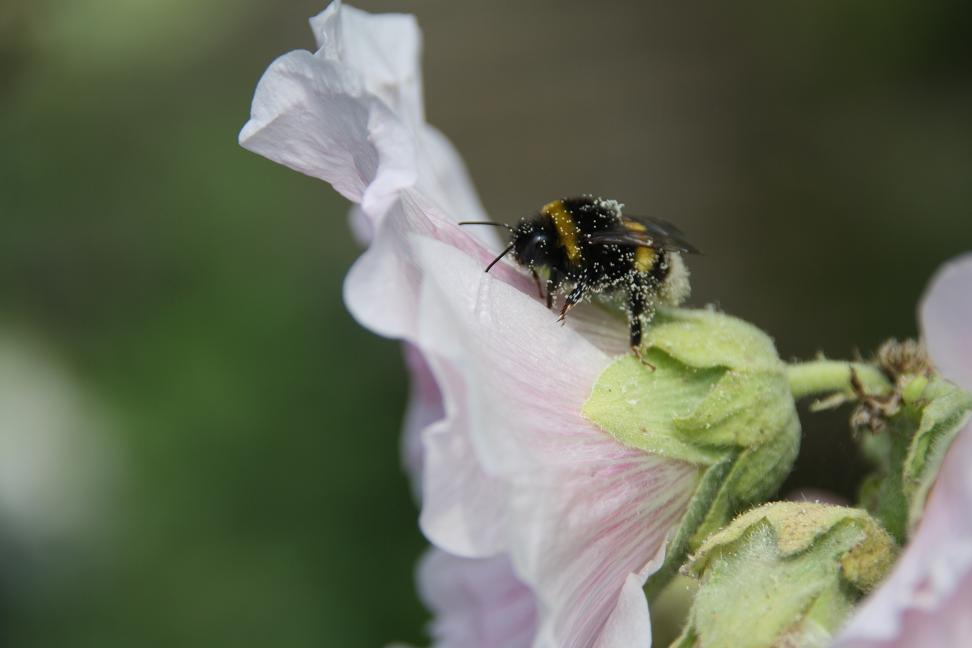 hommel onder het stuifmeel