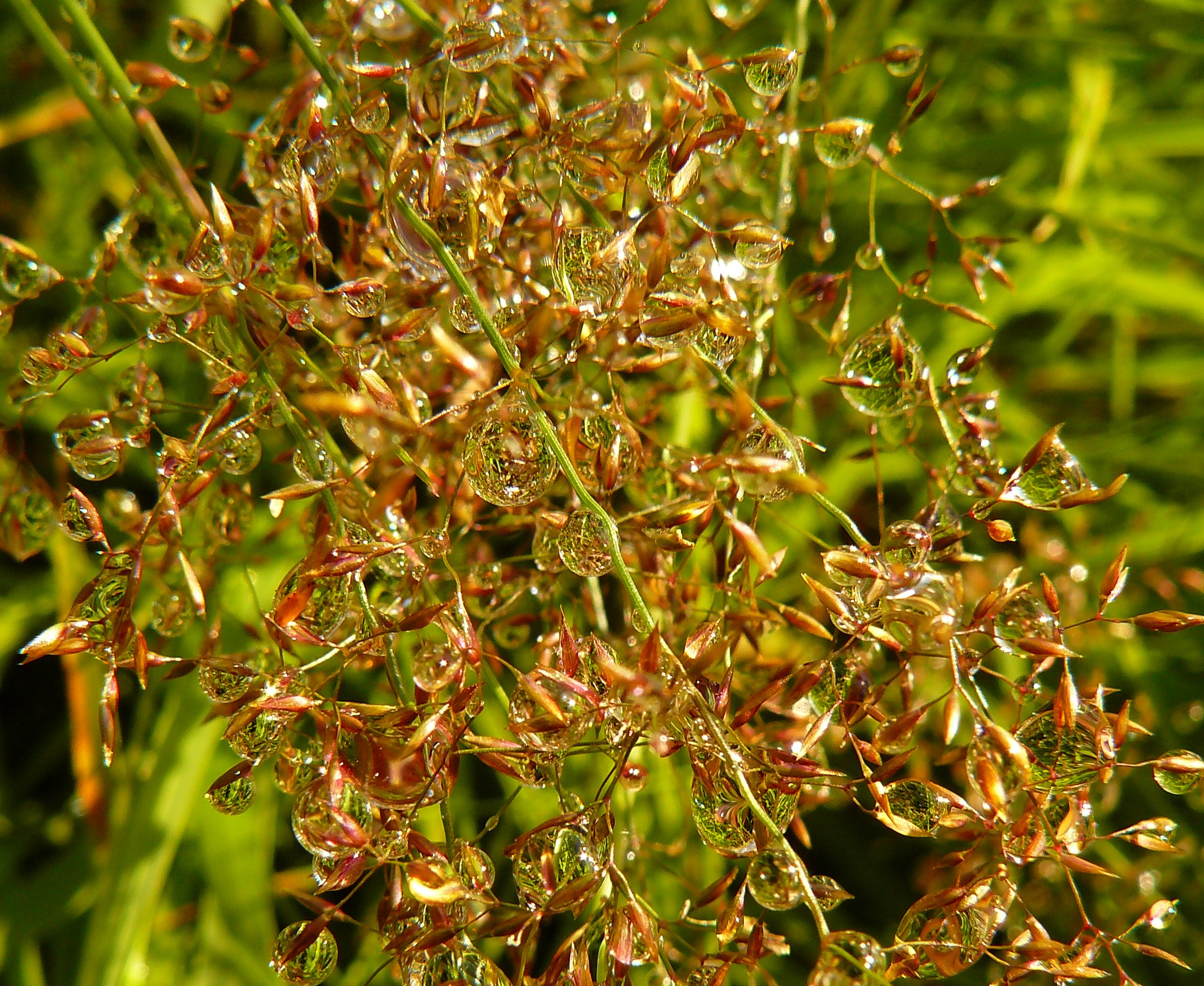 net doorzichtige kerst/waterballetjes