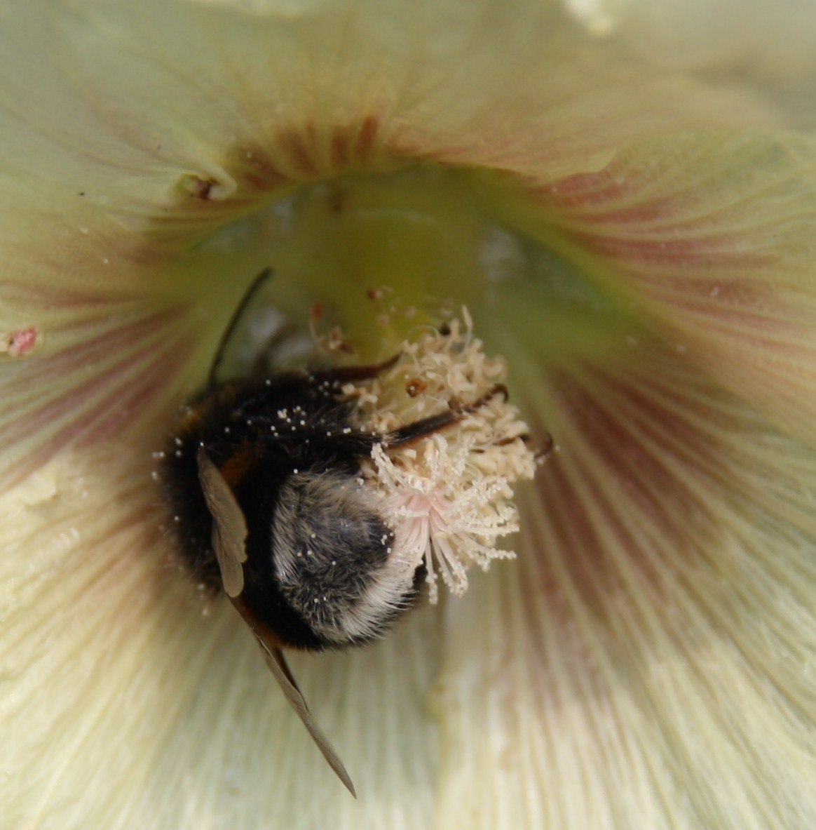 hommel in snoepdoos