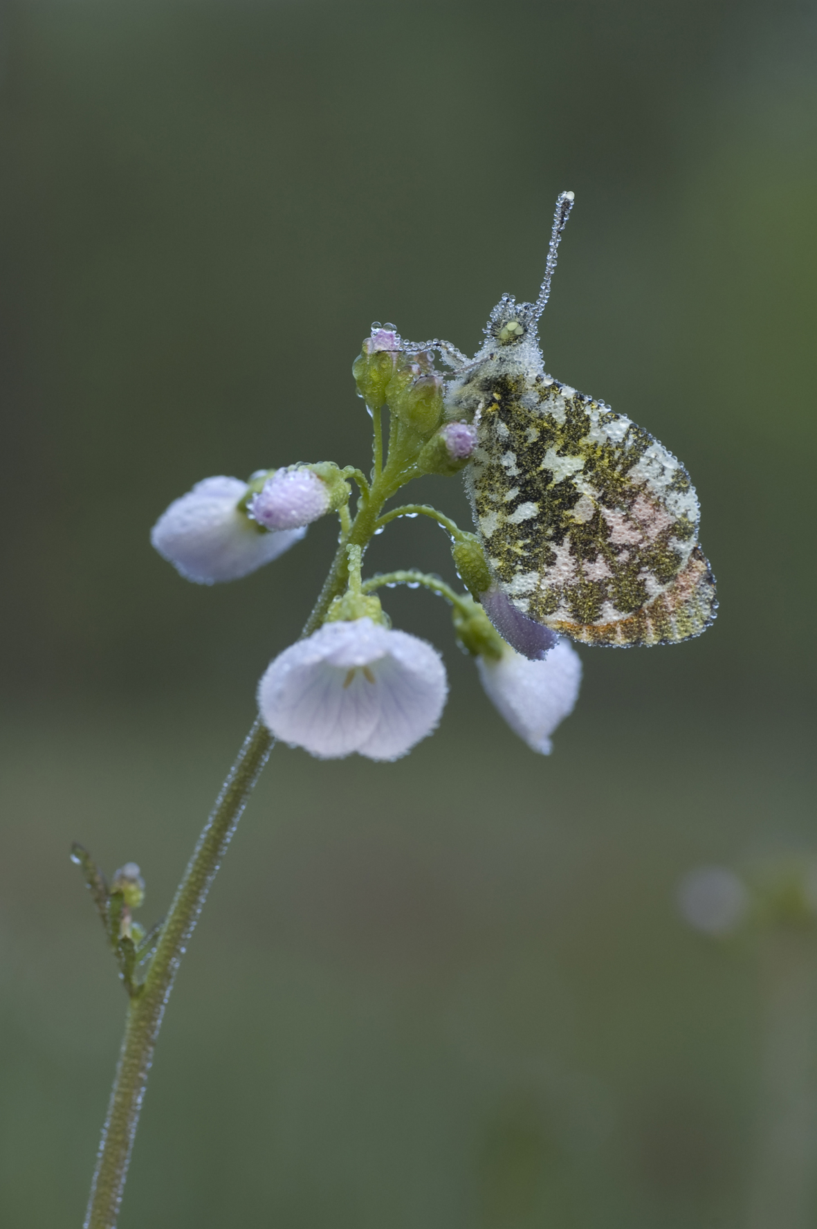 Oranjetipje met dauw