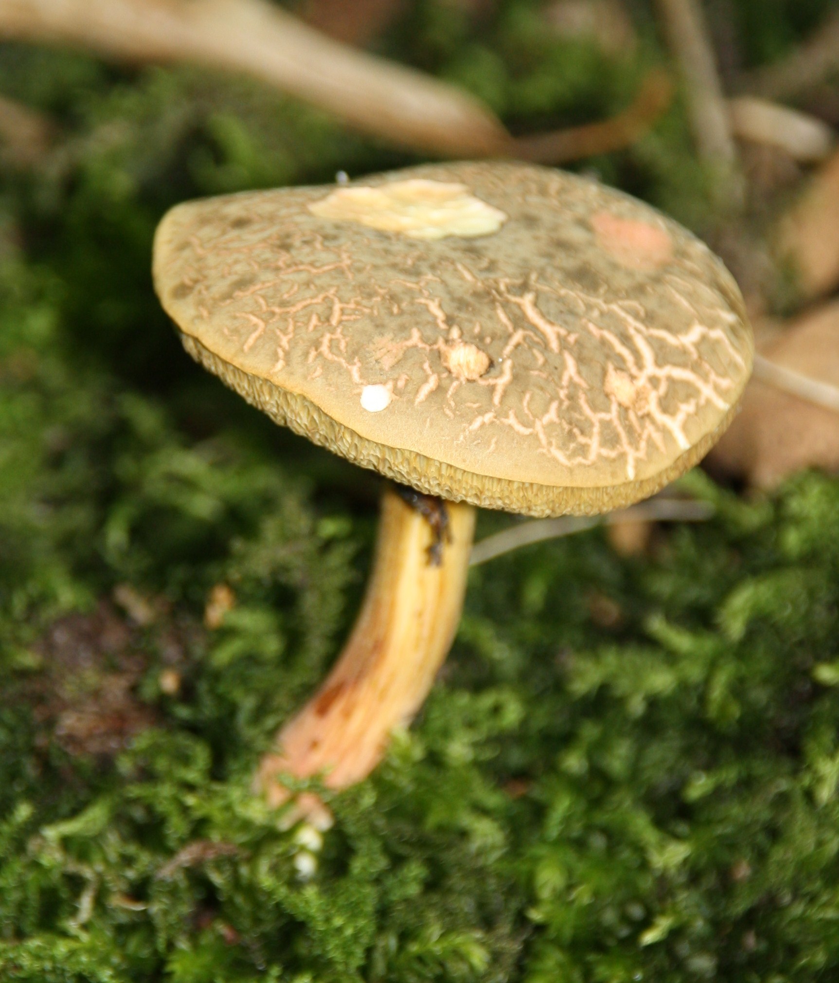 paddestoel