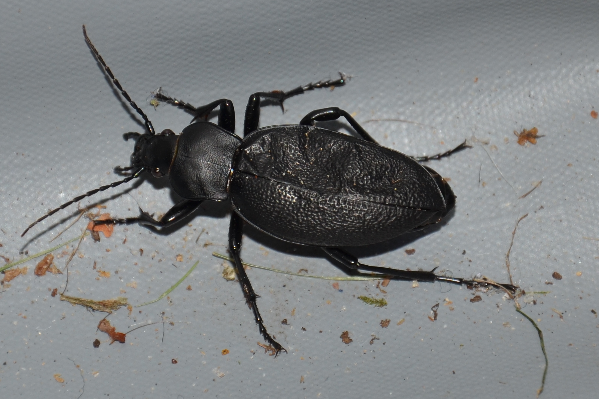 Molmboktor (f) of Grote timmerman (Ergates faber)