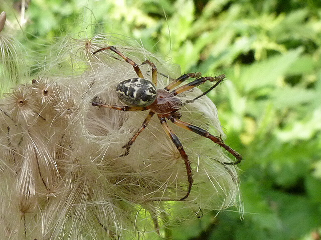 Rietkruisspin op distelpluis
