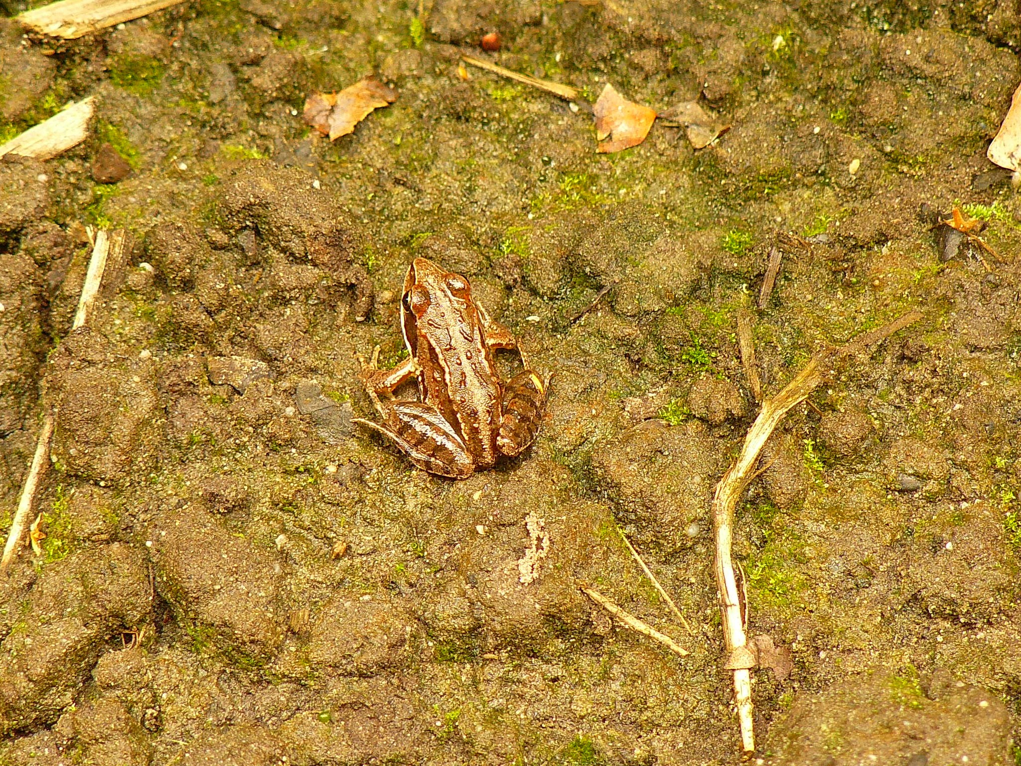 rood/bruin kikkertje