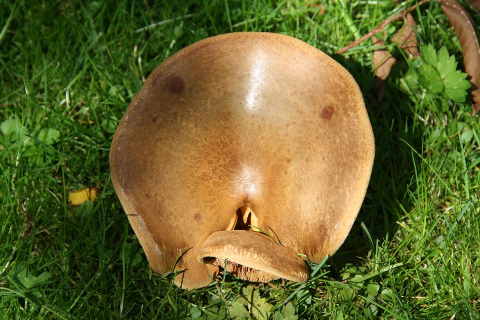Paddestoel