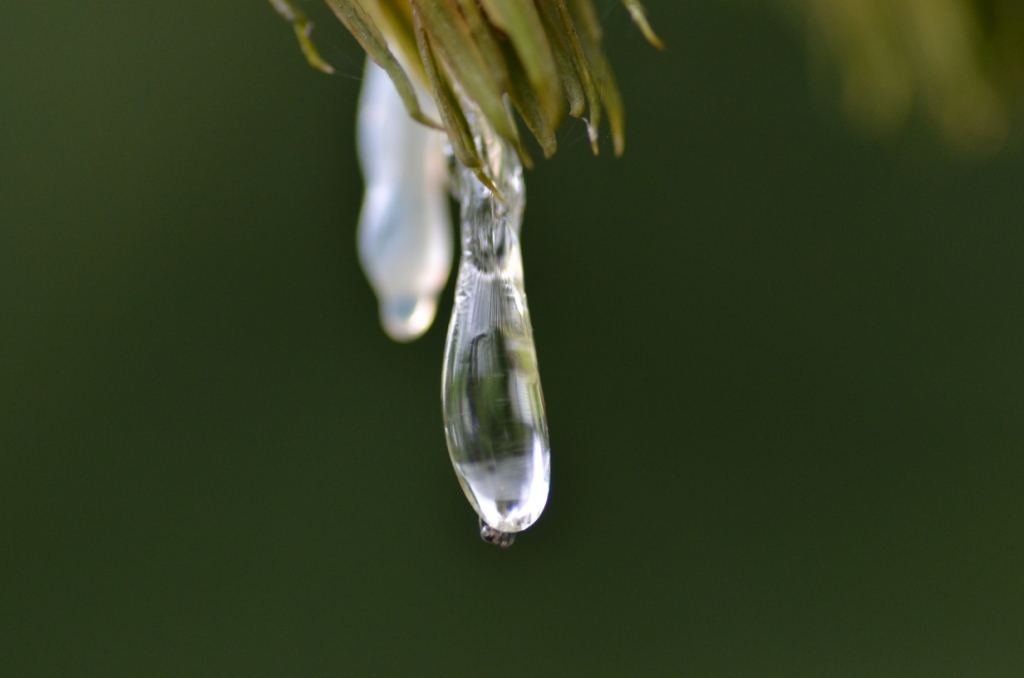 Dennenappel met harsdruppel en vlieg