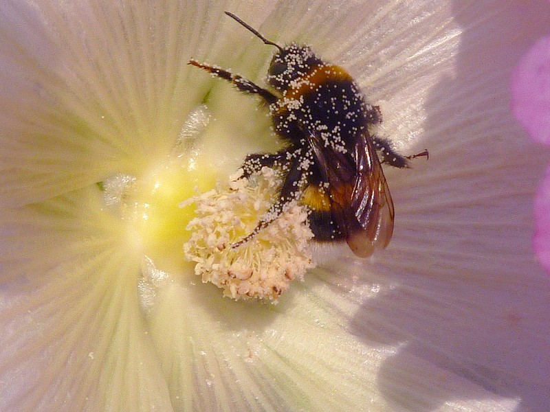 Bedolven onder het stuifmeel