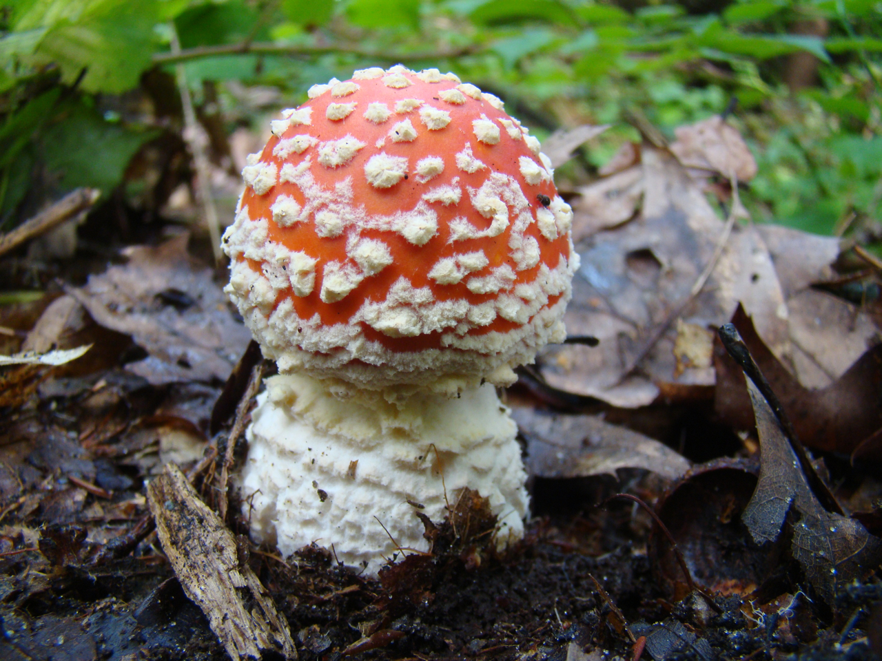 Rood met witte stippen