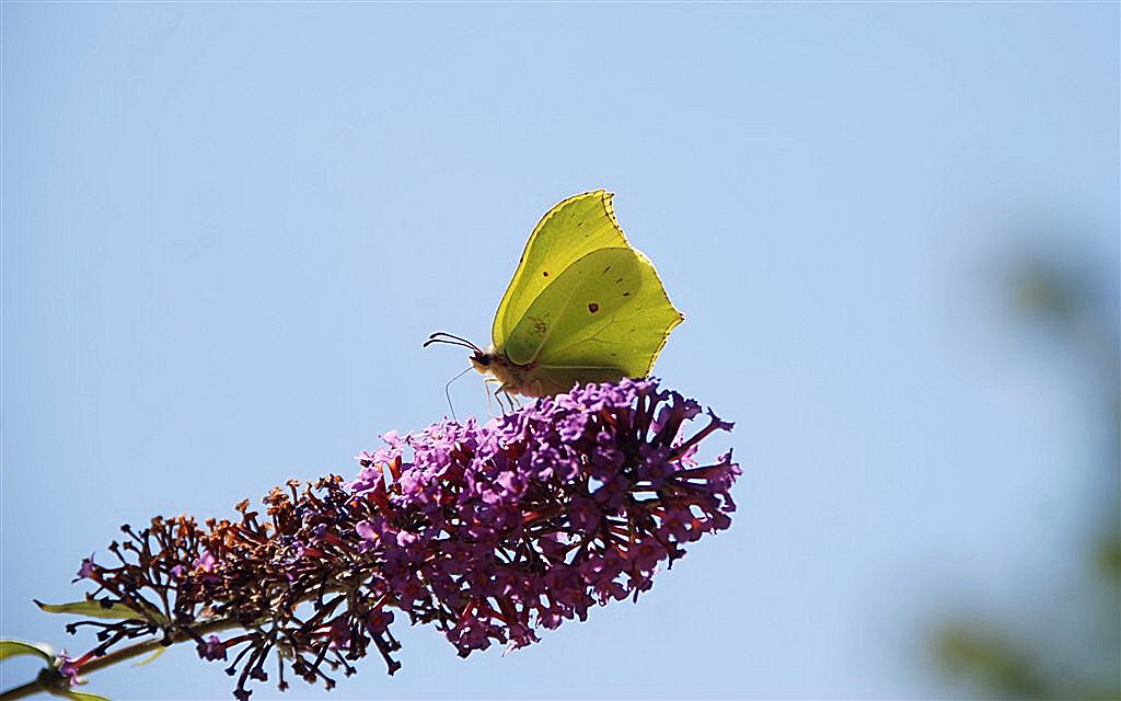 Mannetje Citroenvlinder.