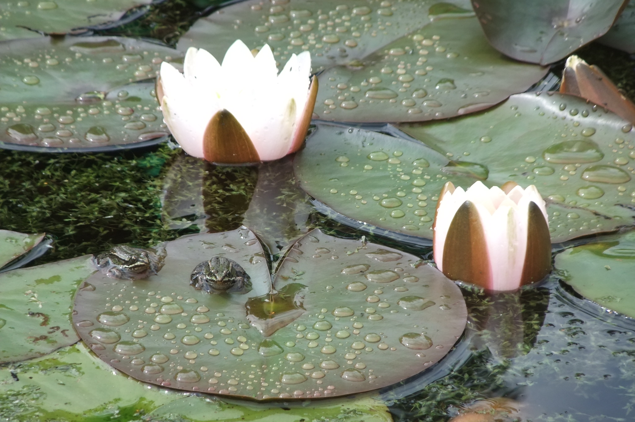 kikkertjes en waterlelies