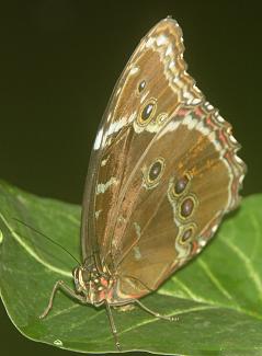 vlinder