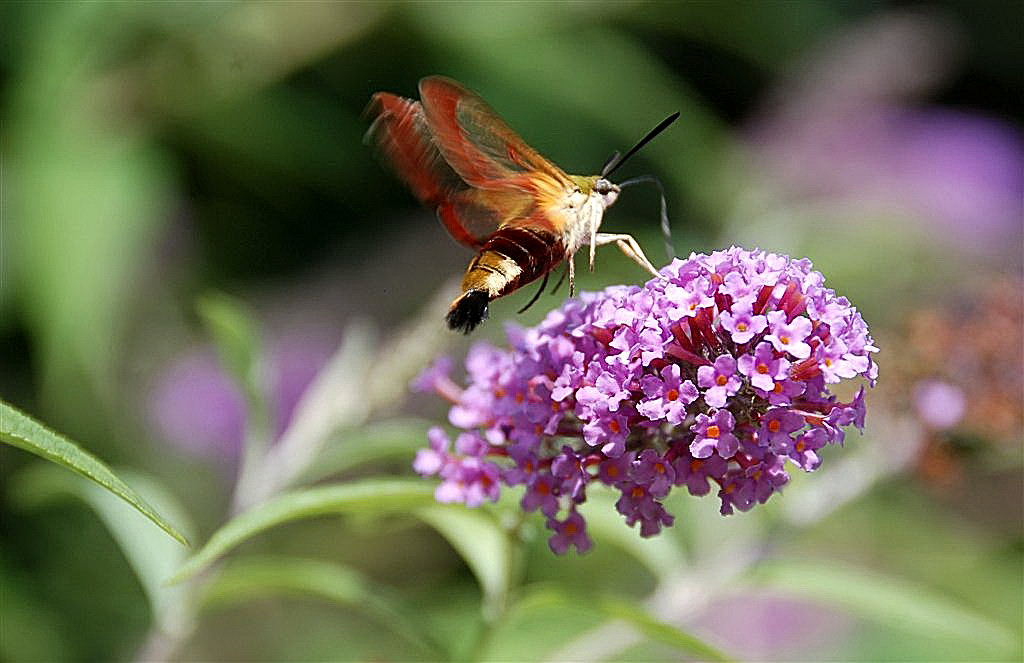 Glasvleugelpijlstaart.