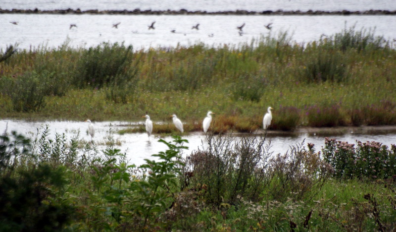 witte reigers