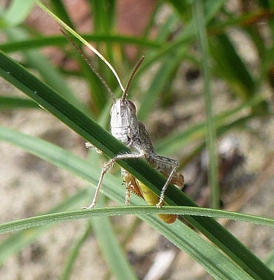 Het poseren van een Krekeltje