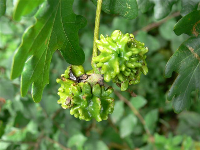 Voorstadium van ontwikkeling eikel