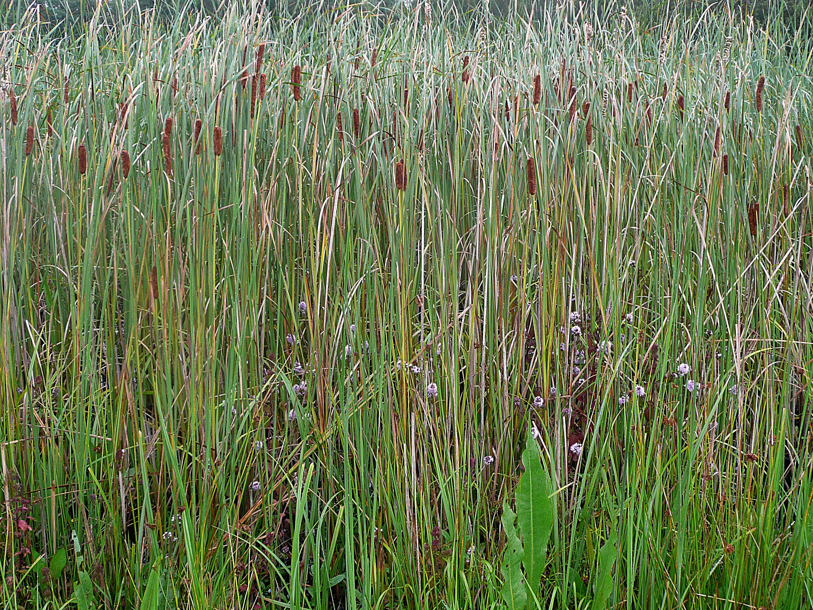 Watermunt en lisdodde