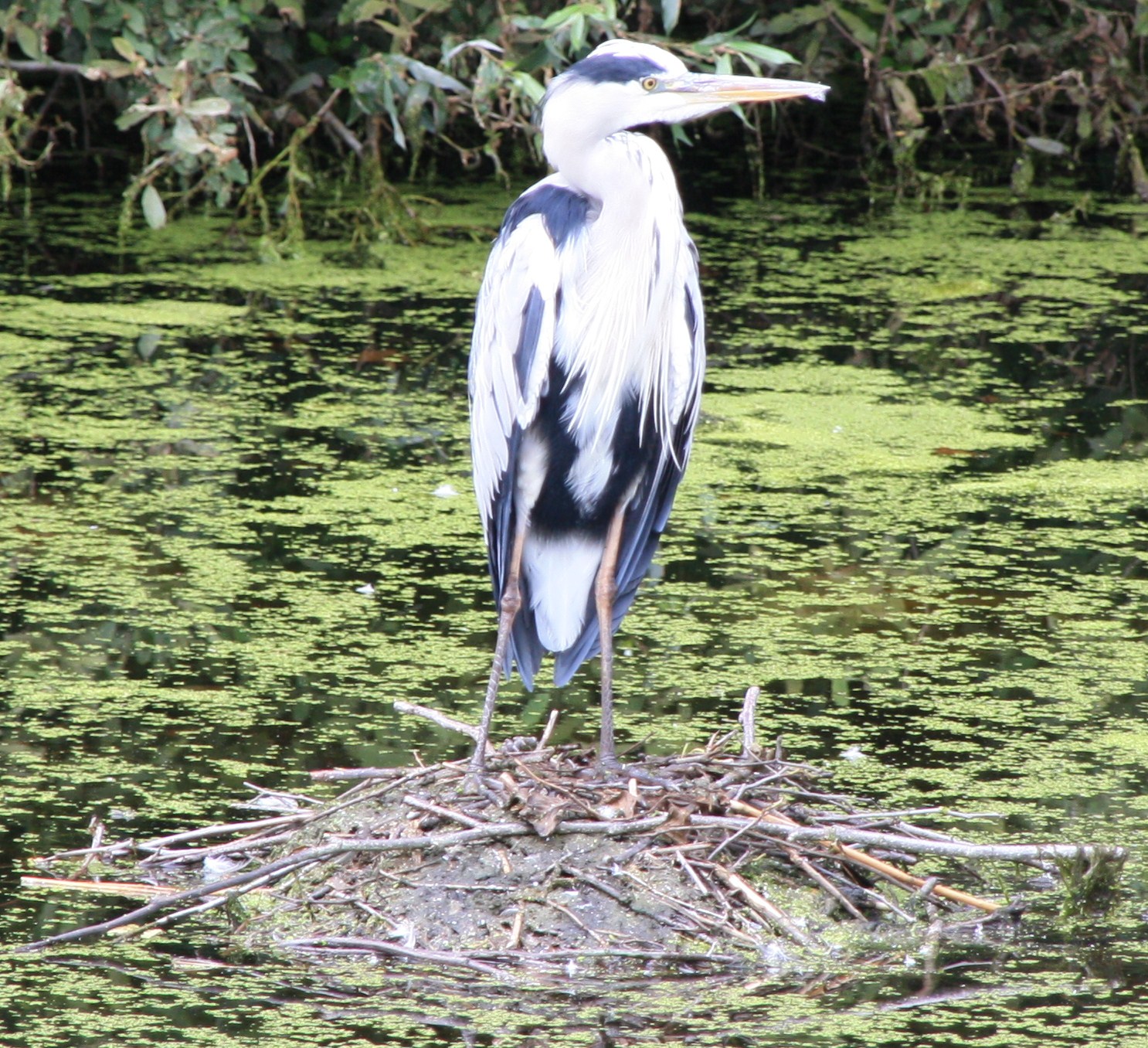 Reiger