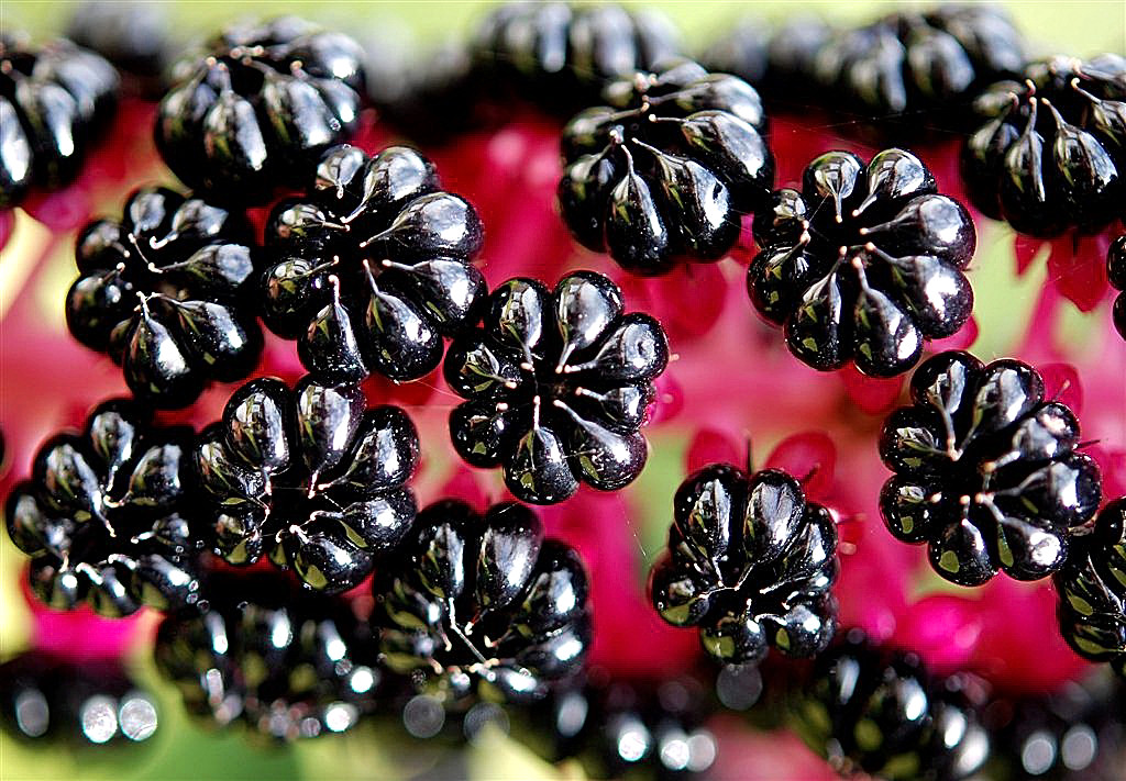 Oosterse Karmozijnbes