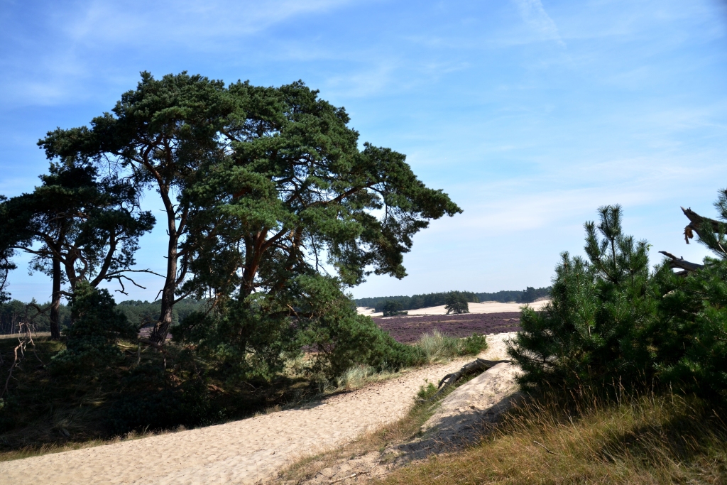 Bomen in zand en heide