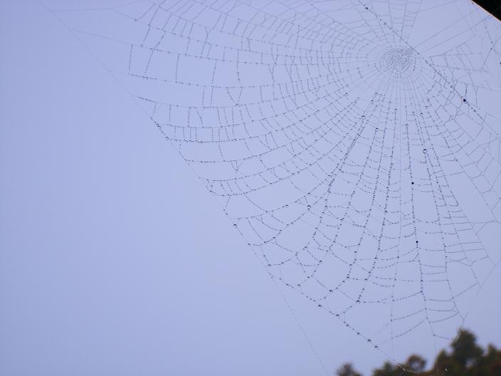 spinneweb