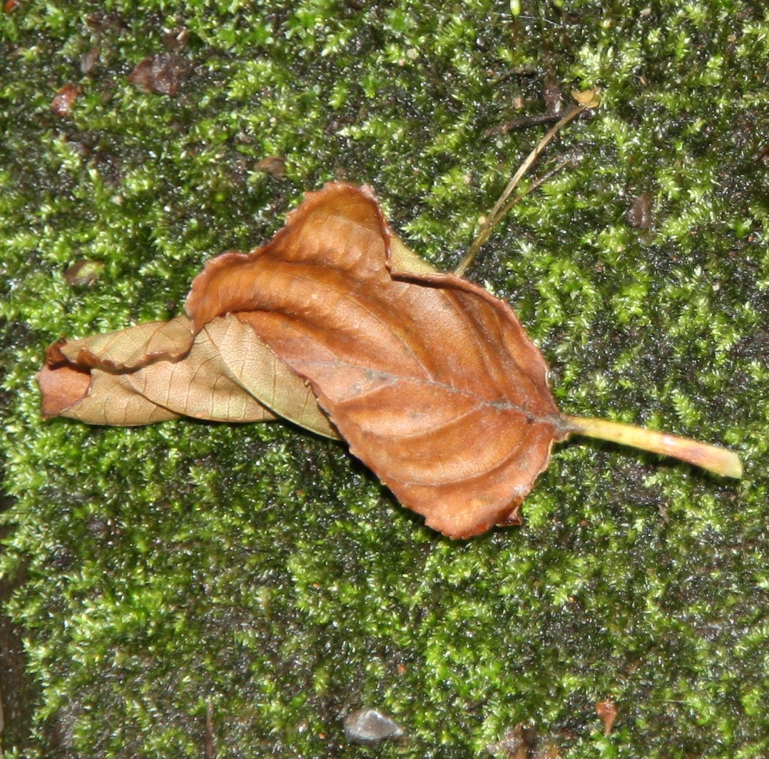 Herfst op komst