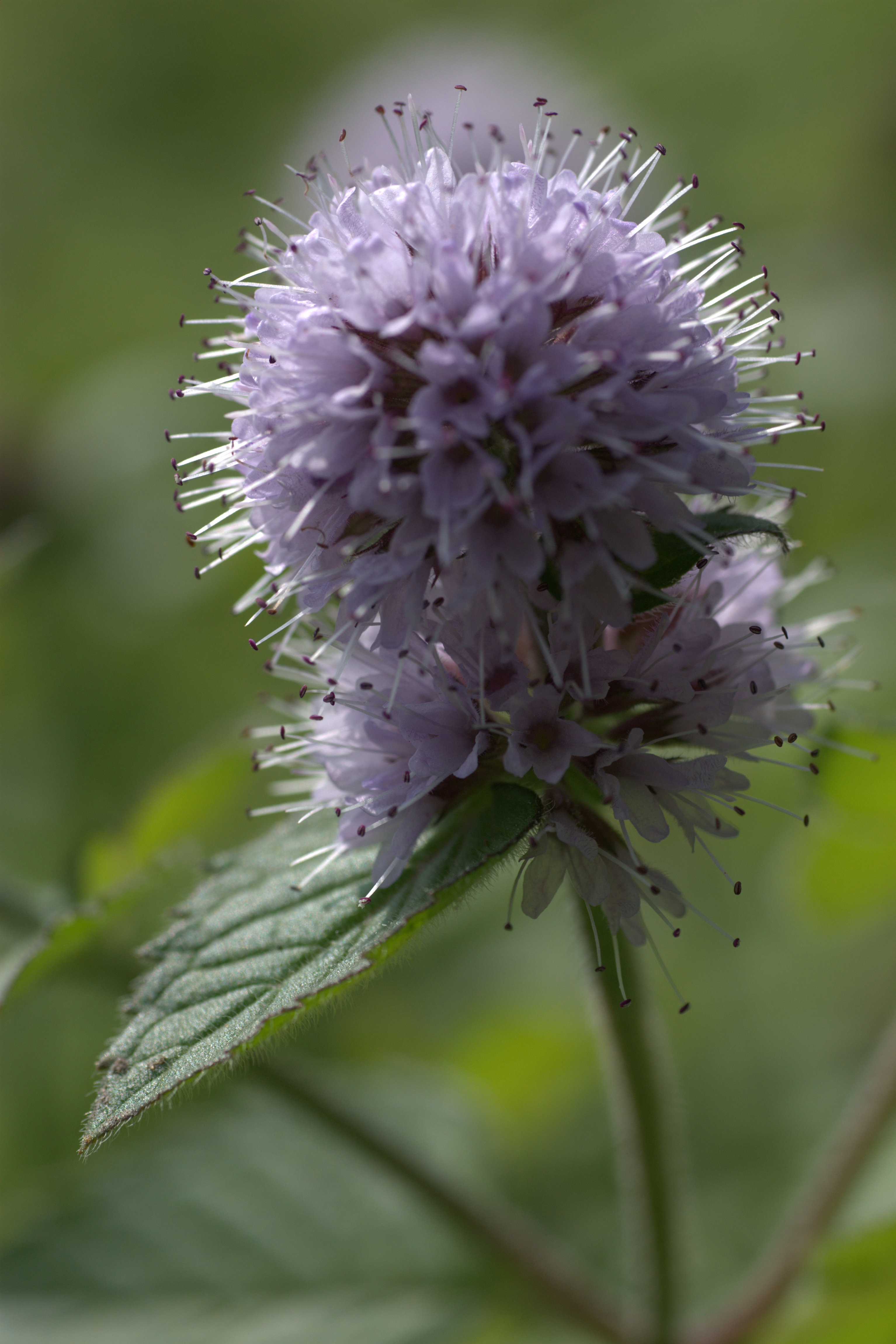 pracht op de zeedijk